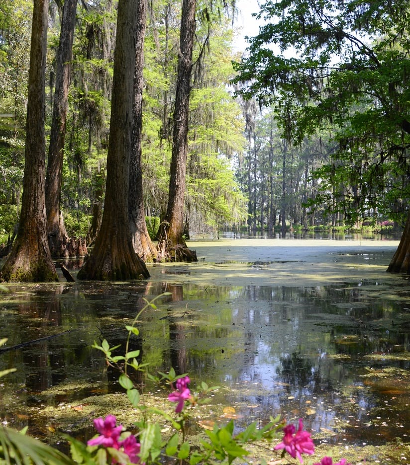 Fantasy Swamp Encounters - Encounter Table, Details and Locations