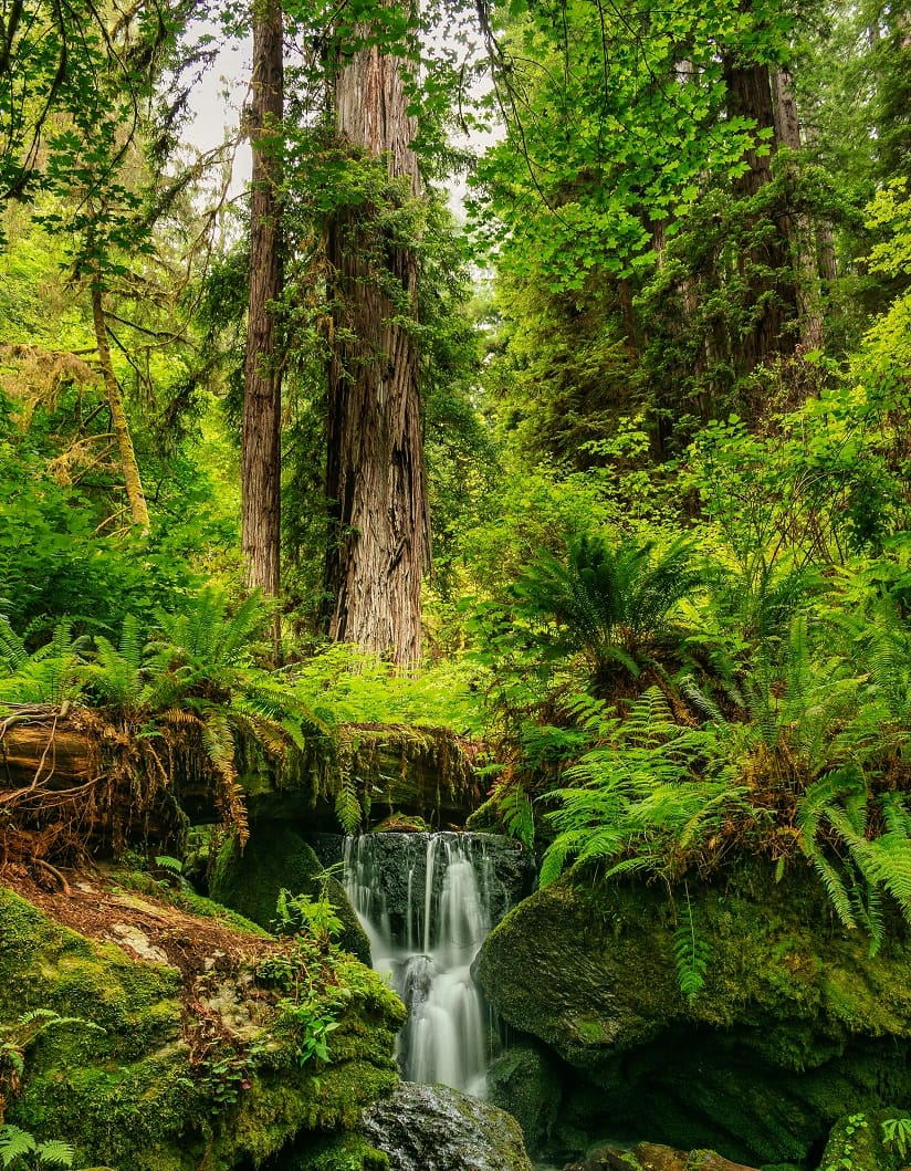Fantasy Jungle Encounters - Encounter Table, Details and Locations