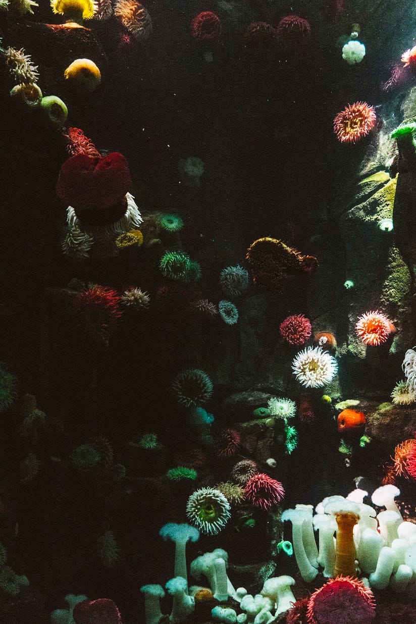 Underwater Encounters for D&D 2024