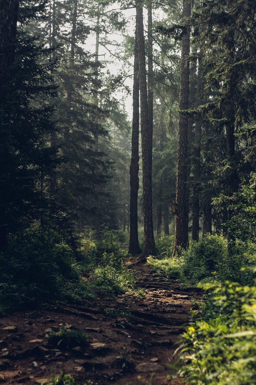 Forest Encounters for D&D 2024