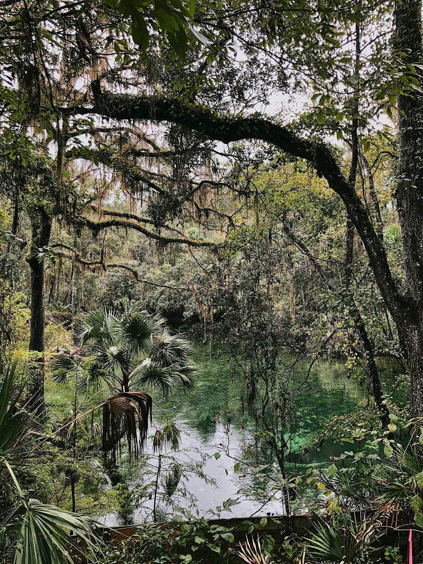 Swamp Encounters using the D&D 2024 Monster Manual