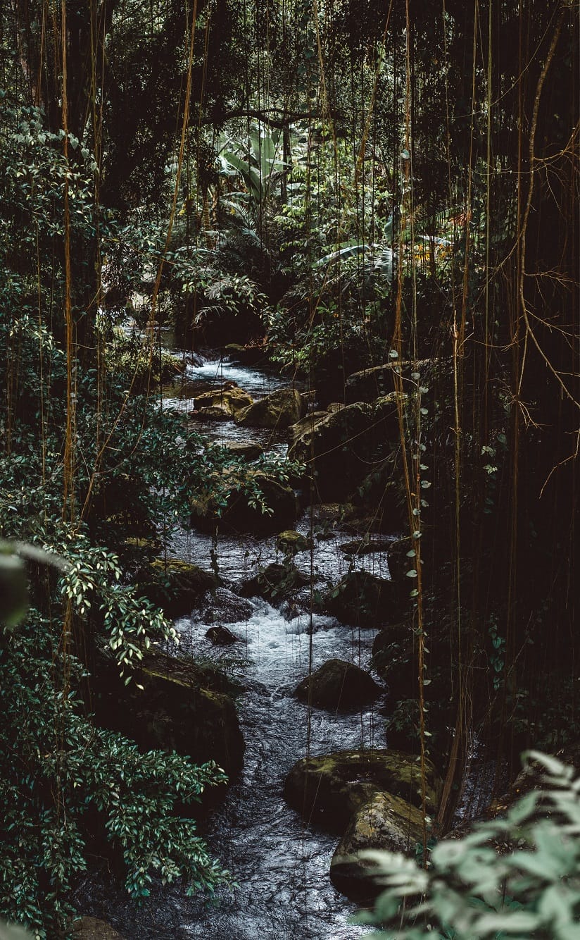 Jungle Encounters using the D&D 2024 Monster Manual