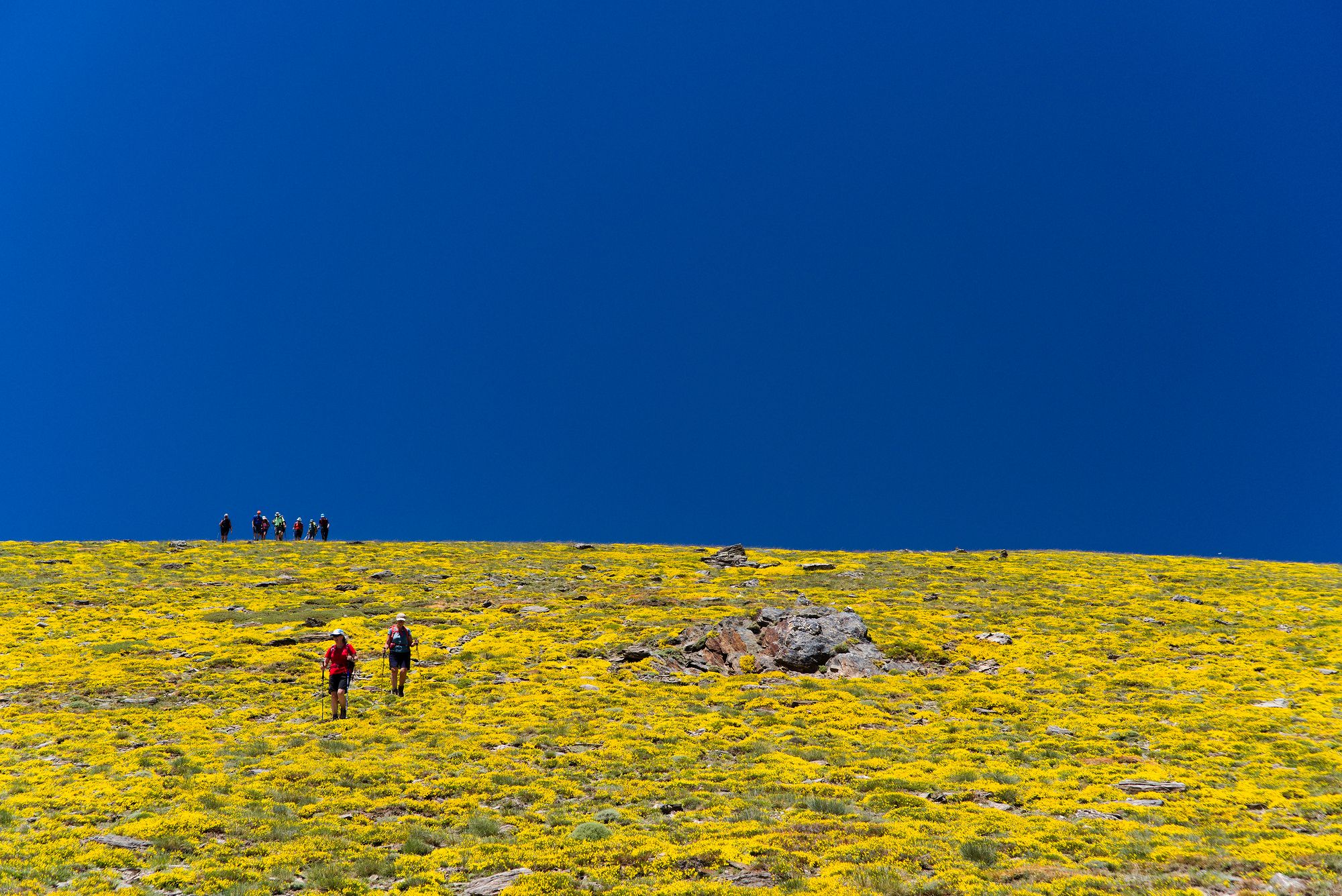 Fields of Gold on Las Alegas