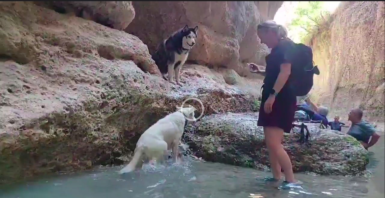 River Walk with the Dogs
