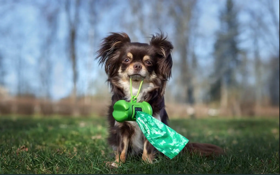 Dog Pooper Scooper Services: Keeping Schaumburg, IL Clean
