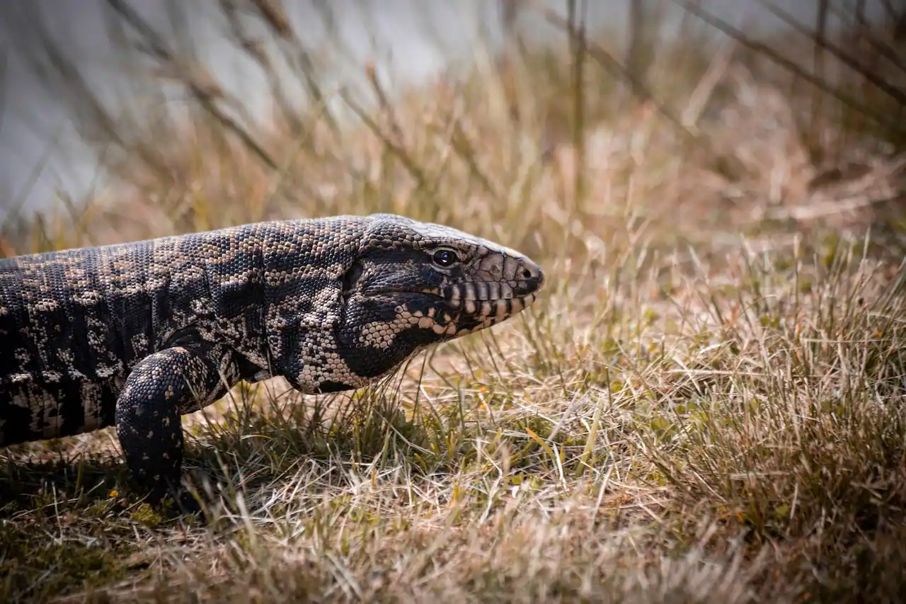 7 Best Pet Lizards for Kids