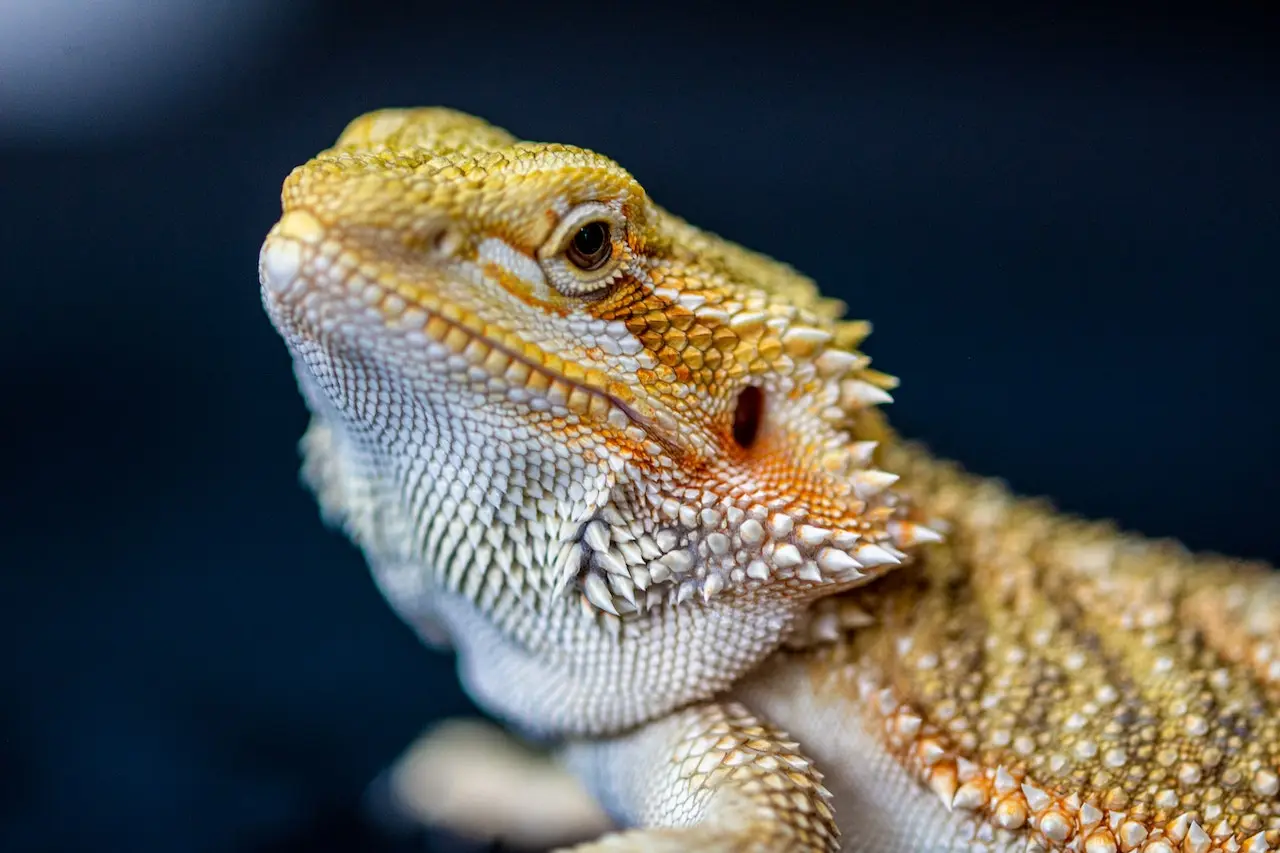 7 Best Reptile Pets for Handling