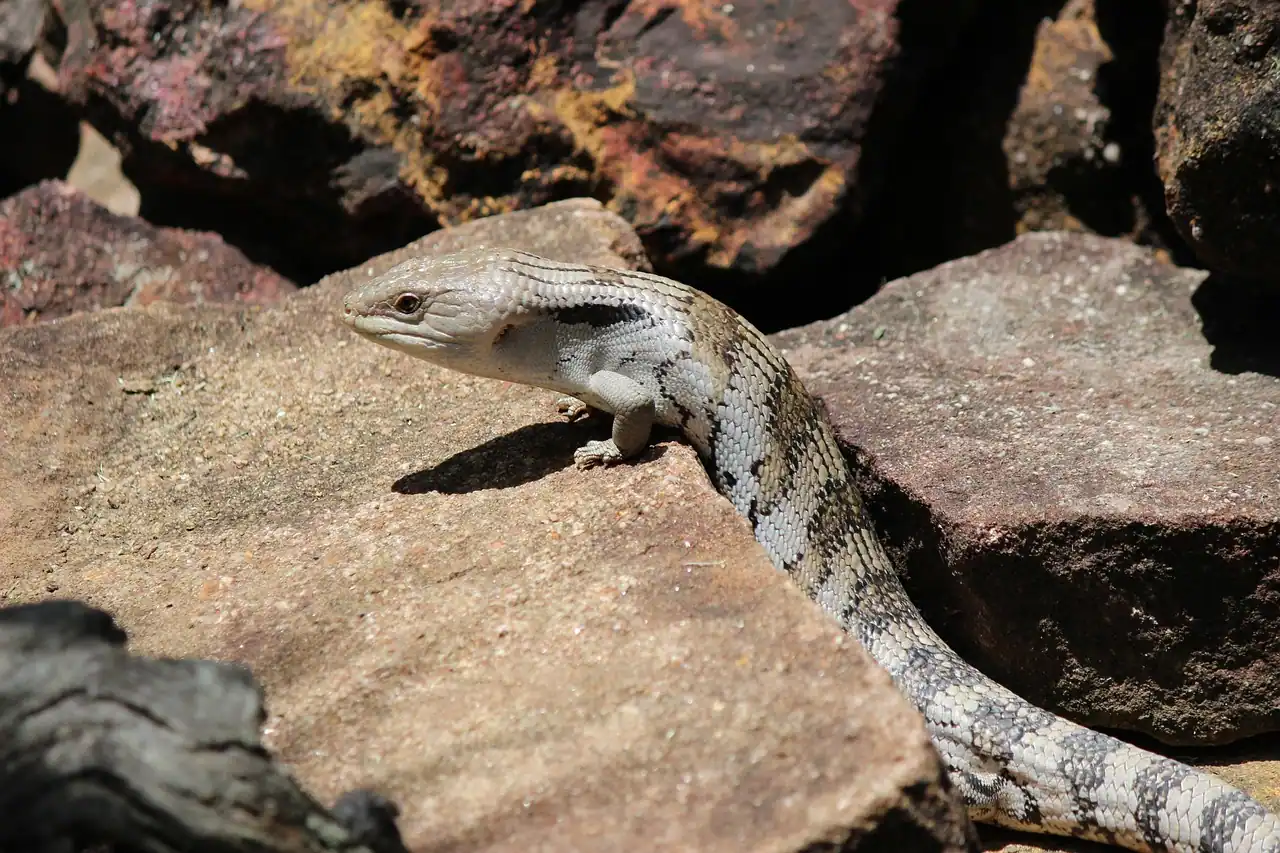 7 Best Pet Lizards for Kids