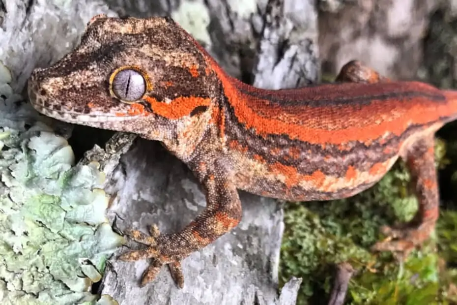 Are Gargoyle Geckos Good Pets?