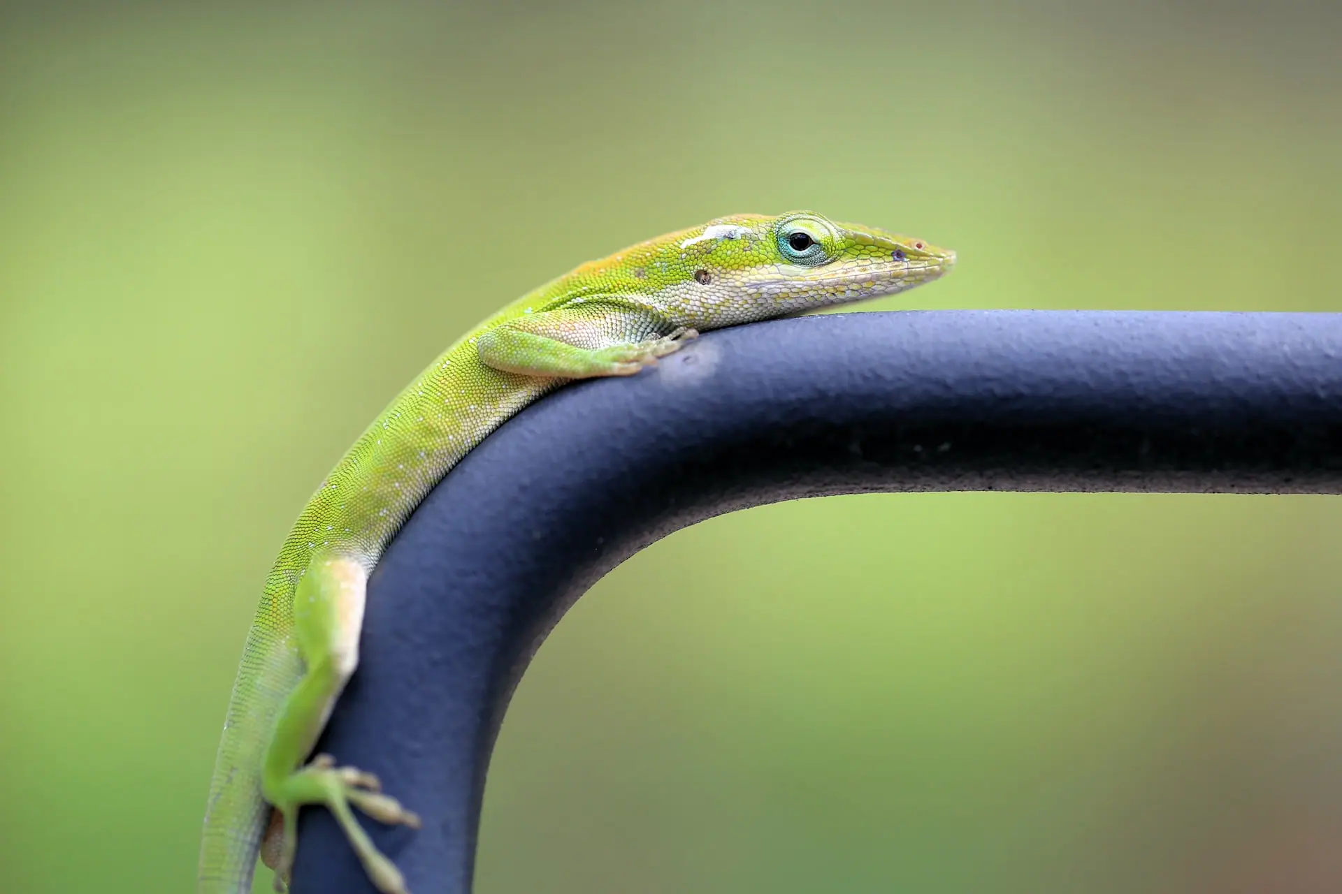 7 Best Pet Lizards for Kids