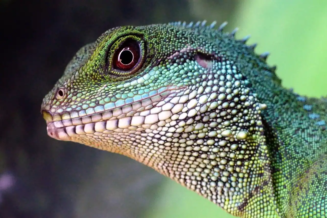 7 Best Reptile Pets for Handling