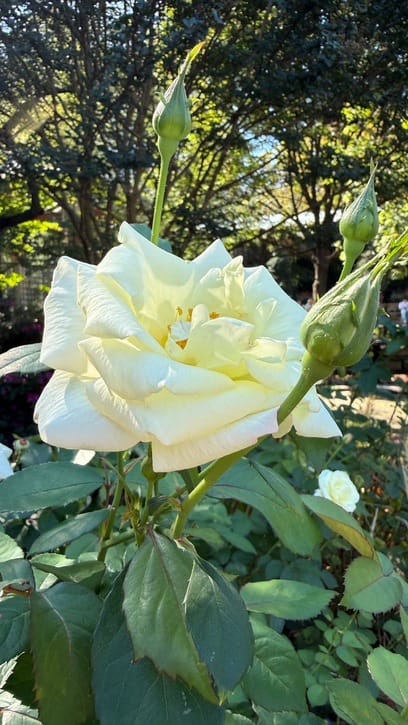 A Few Days in the Big City – Our NYC Adventure