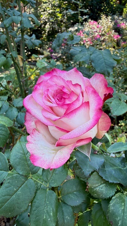 A Few Days in the Big City – Our NYC Adventure