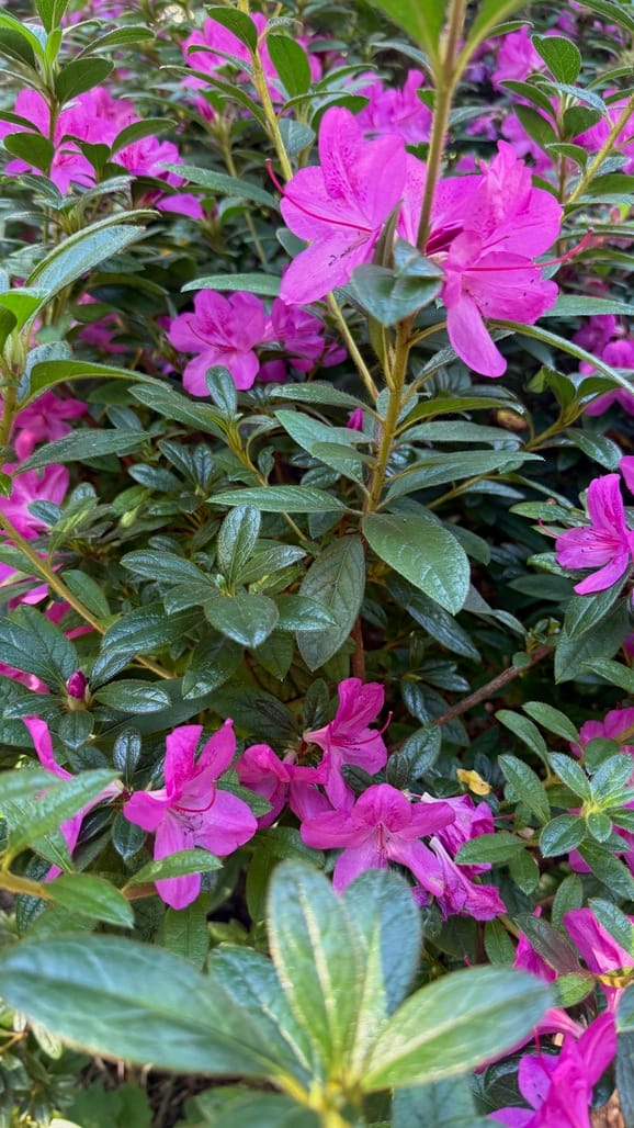 A Few Days in the Big City – Our NYC Adventure