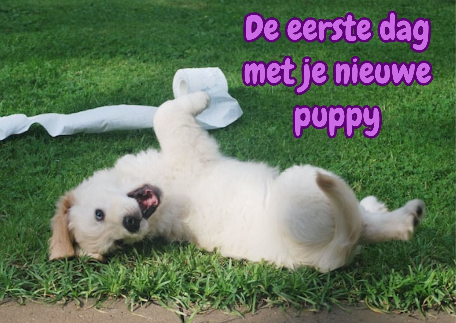 De eerste dag met je nieuwe puppy