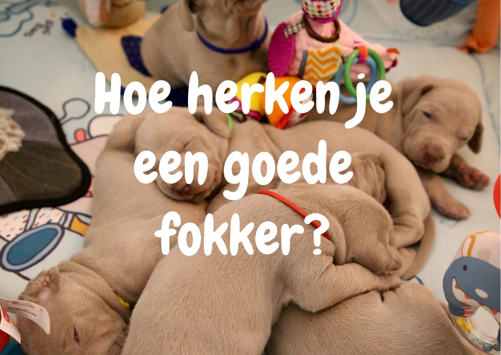 Hoe weet je of een fokker een goede fokker is?