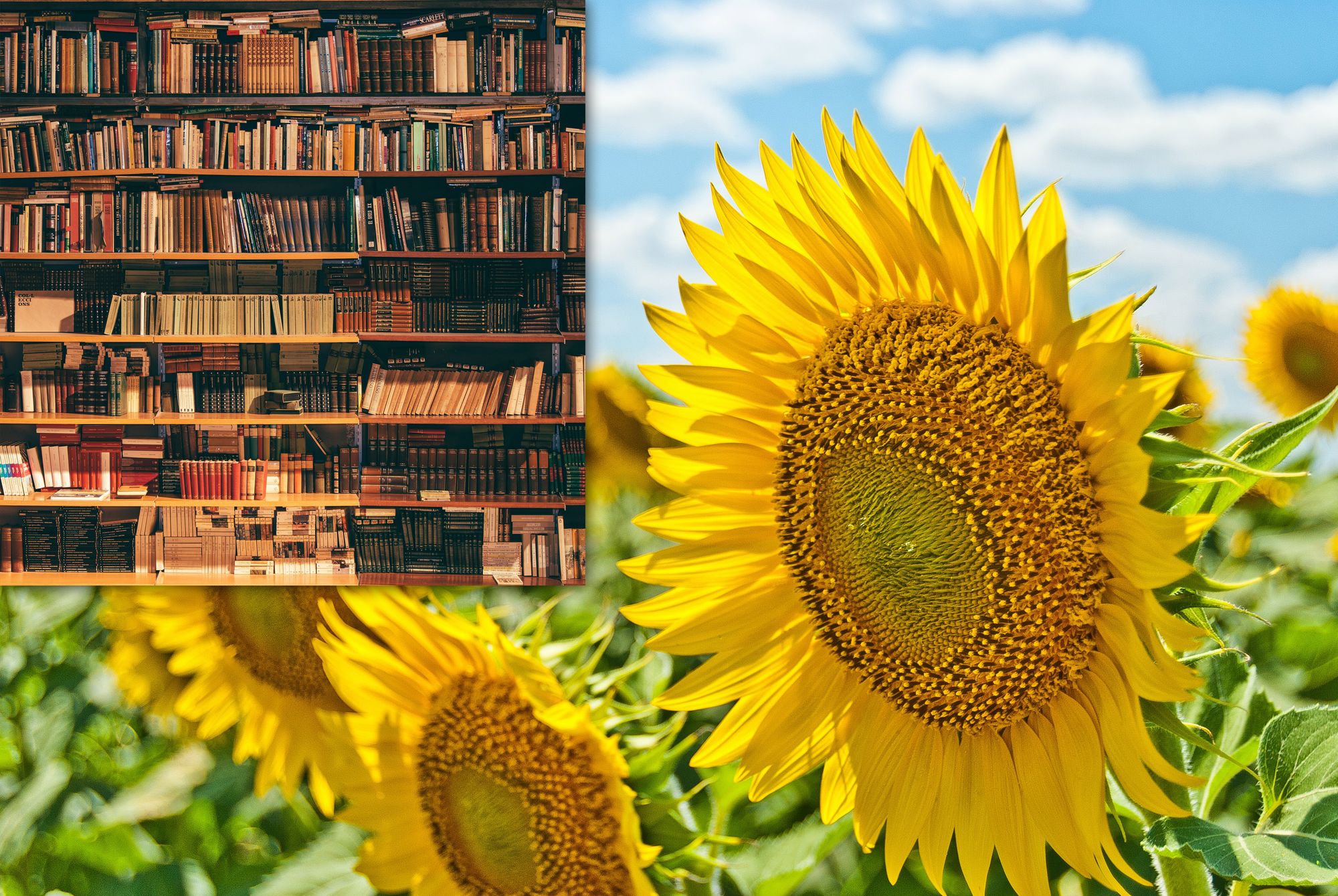 Shelves of books, overlaid on a field of sunflowers under a blue sky