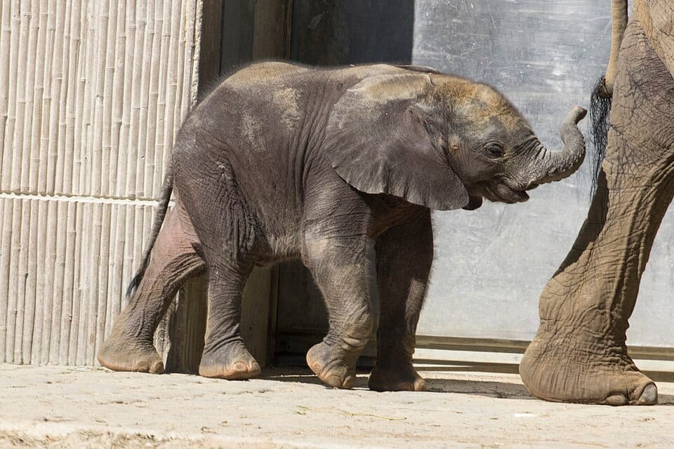 Ansteckungen in Schulklassen - vom Babyelefanten zur Luftqualität