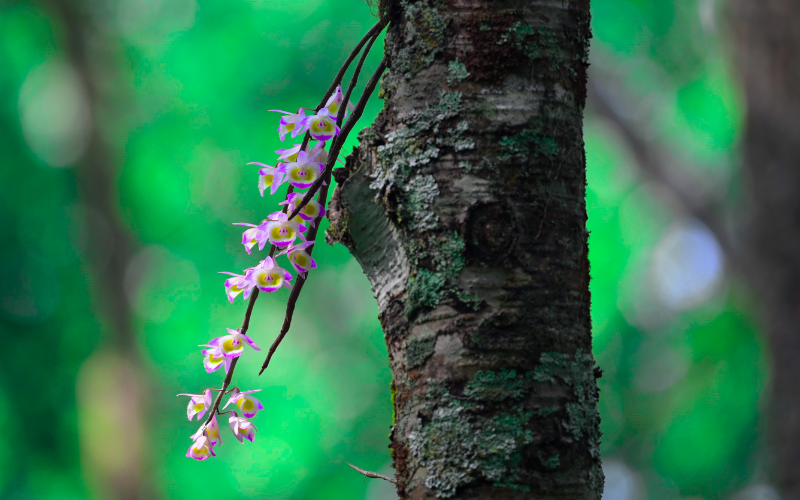 Best Spots in Xinjiang for Every Type of Wildflower Shot