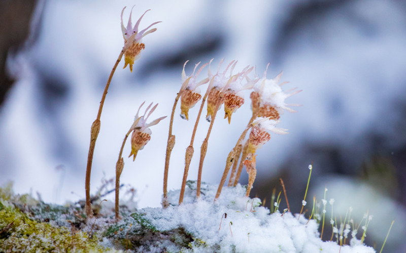 wildflower photography locations in China