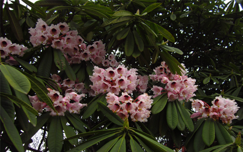 wildflower photography locations in China