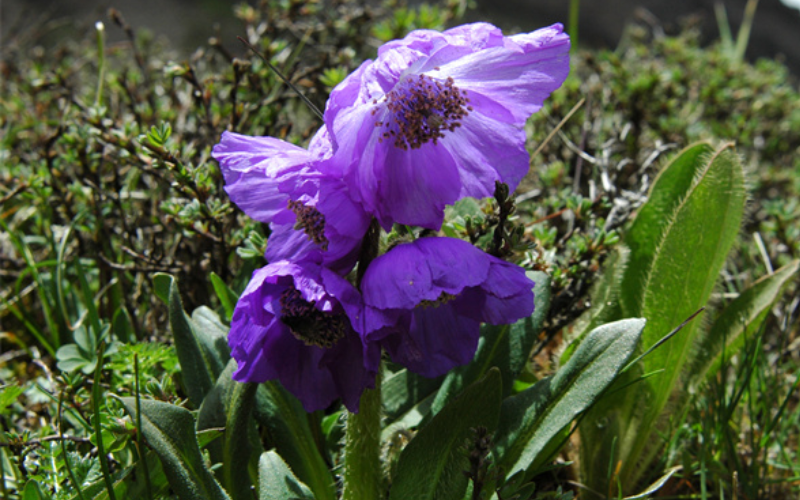 China wildflower conservation