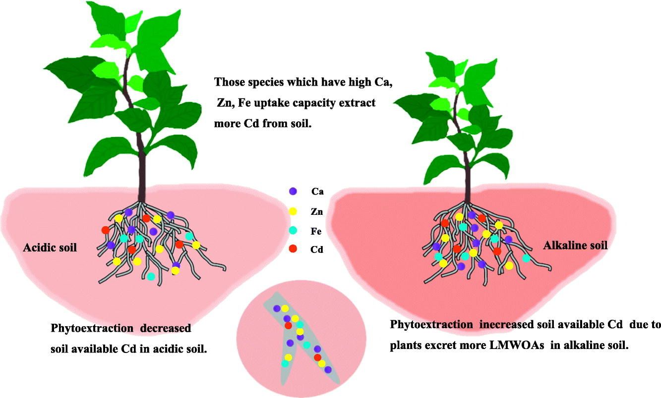 Researchers Examine Cadmium Phytoextraction Abilities of Various Plants
