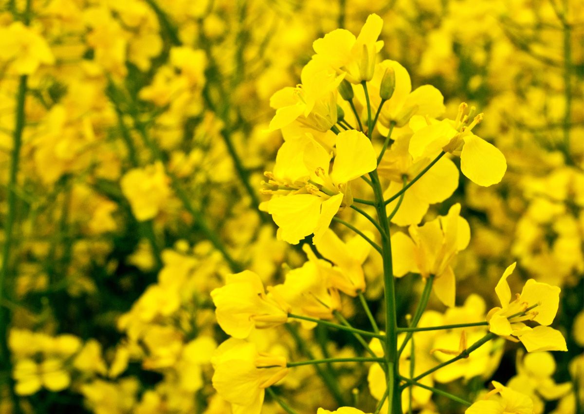 Phytomining - A sustainable metal recovery from low grade ore or contaminated soils