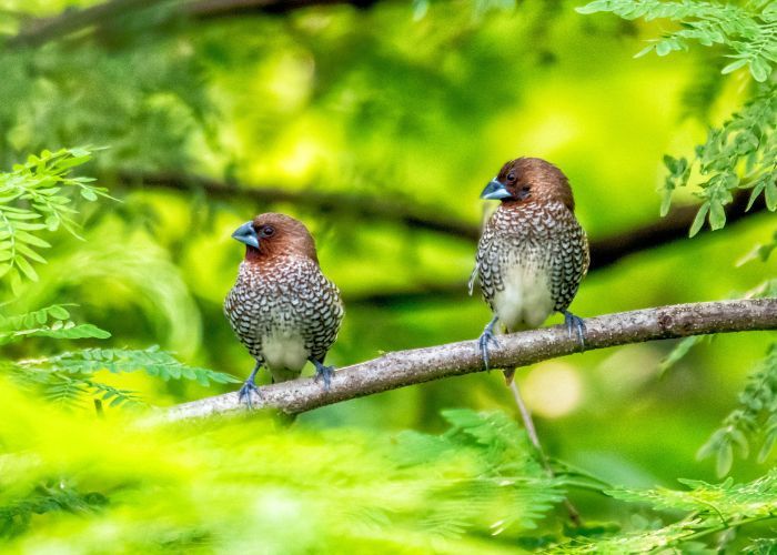 Must-Visit Places During Qinghai Birding