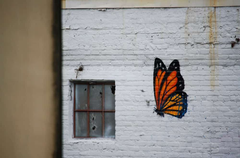 Spray painted Monarch butterfly on the side of an old wall.