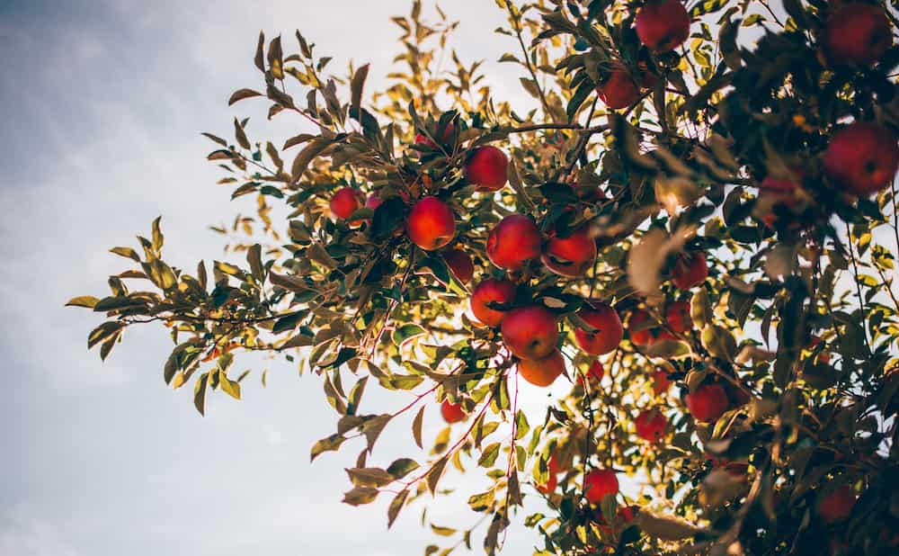 A an apple tree full of red, enticing fruit.