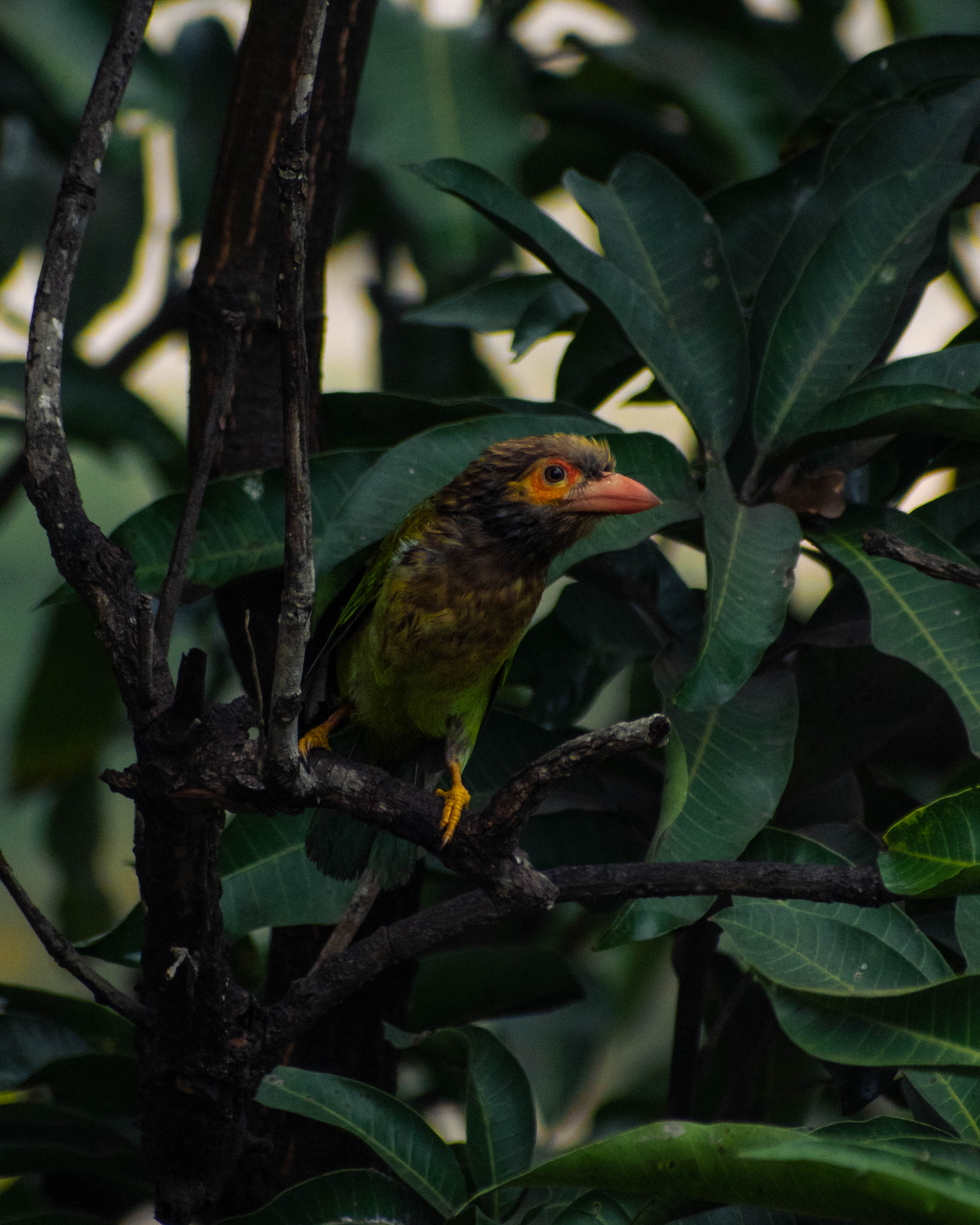 Brown headed barbet on a Mango tree in Rainy weather