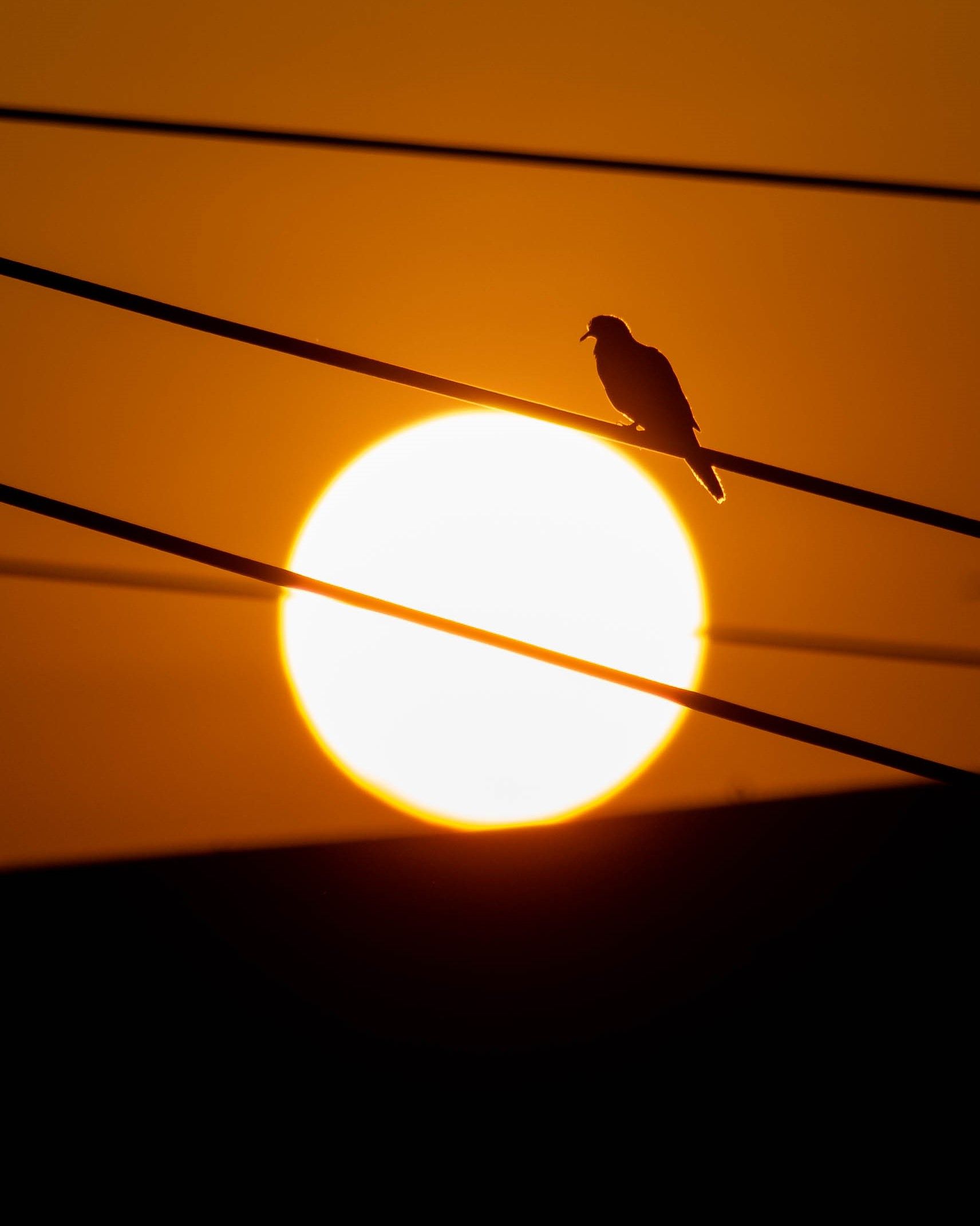 Sun with a bird in sun set time