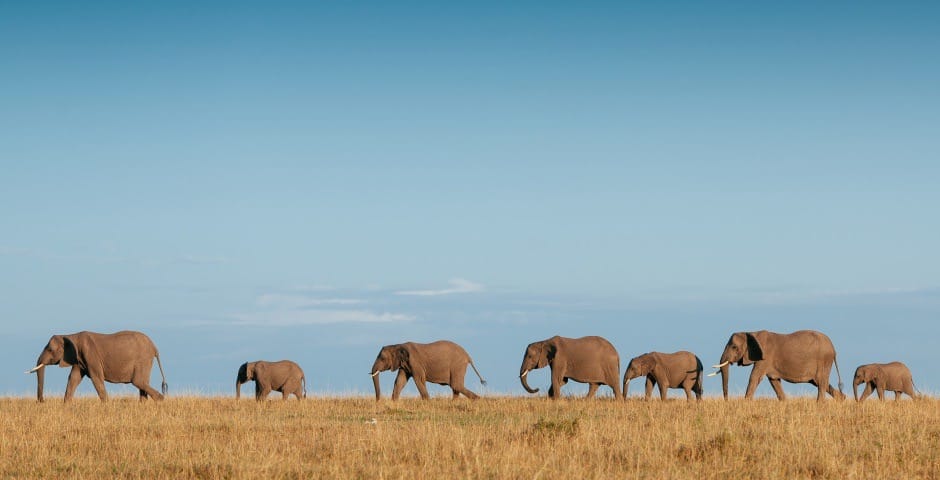 In de voetsporen van de olifant