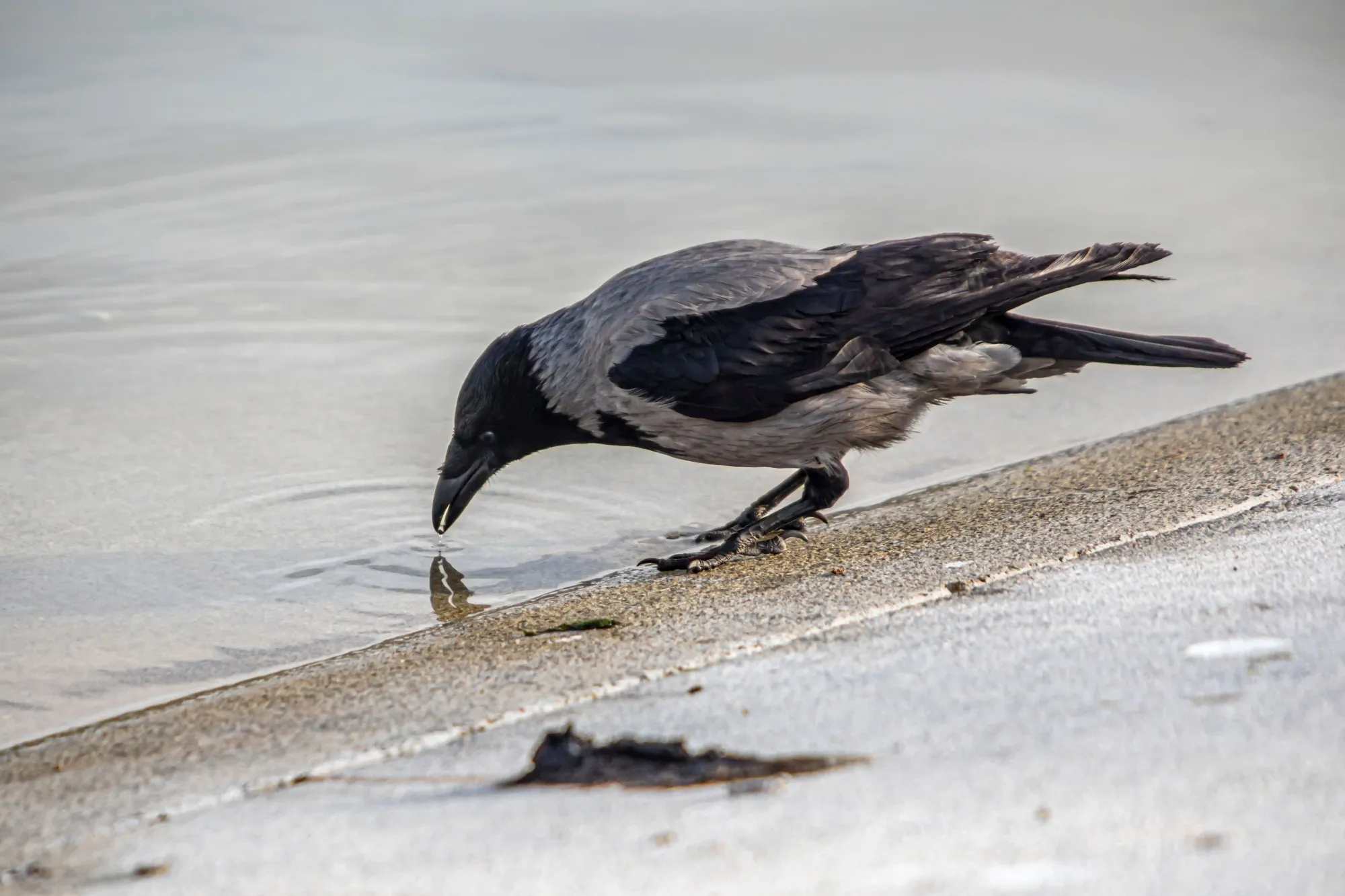 The Thirsty Crow and the Number e