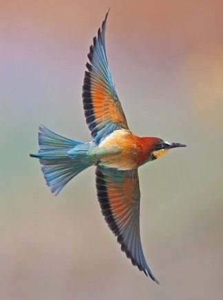 Alas a seguir volando