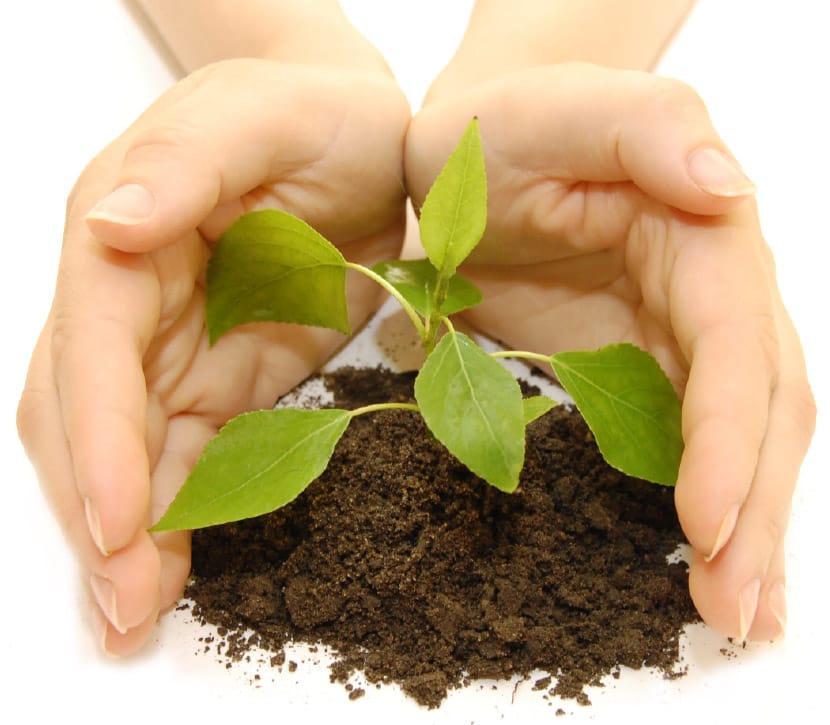 North America Biochar Market: Cultivating Sustainable Growth