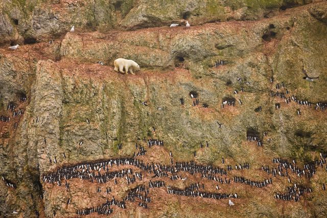 1st prize Nature Singles. Jenny E. Ross, USA. Cliff-climbing polar bear attempting to eat seabird eggs, Ostrova Oranskie, Novaya Zemlya, Russia, 30 June 2011 Jenny E. Ross, USA