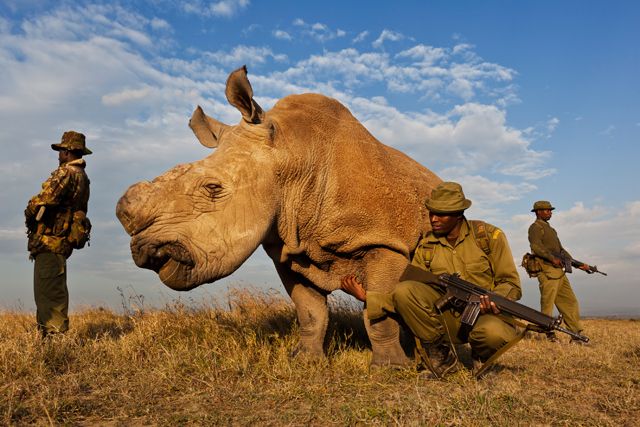 1st prize Nature Stories. Brent Stirton, South Africa, Reportage by Getty Images for National Geographic magazine. Rhino Wars, Mount Kenya, Kenya, 13 July 2011 Brent Stirton, South Africa, Reportage by Getty Images for National Geographic magazine