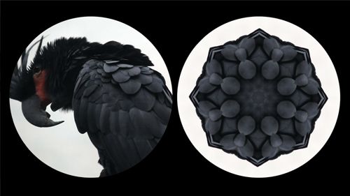 Leslie Thornton, Binocular (Black Parrot) Web