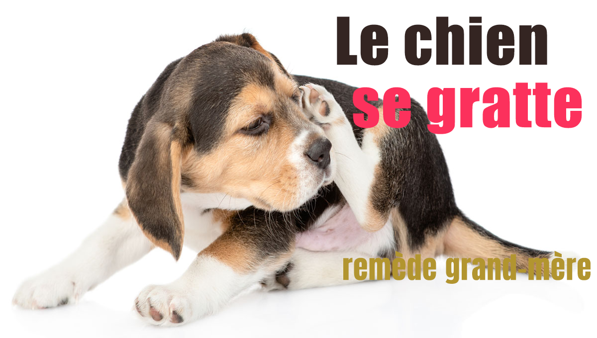 Mon chien se gratte remède de grandmère