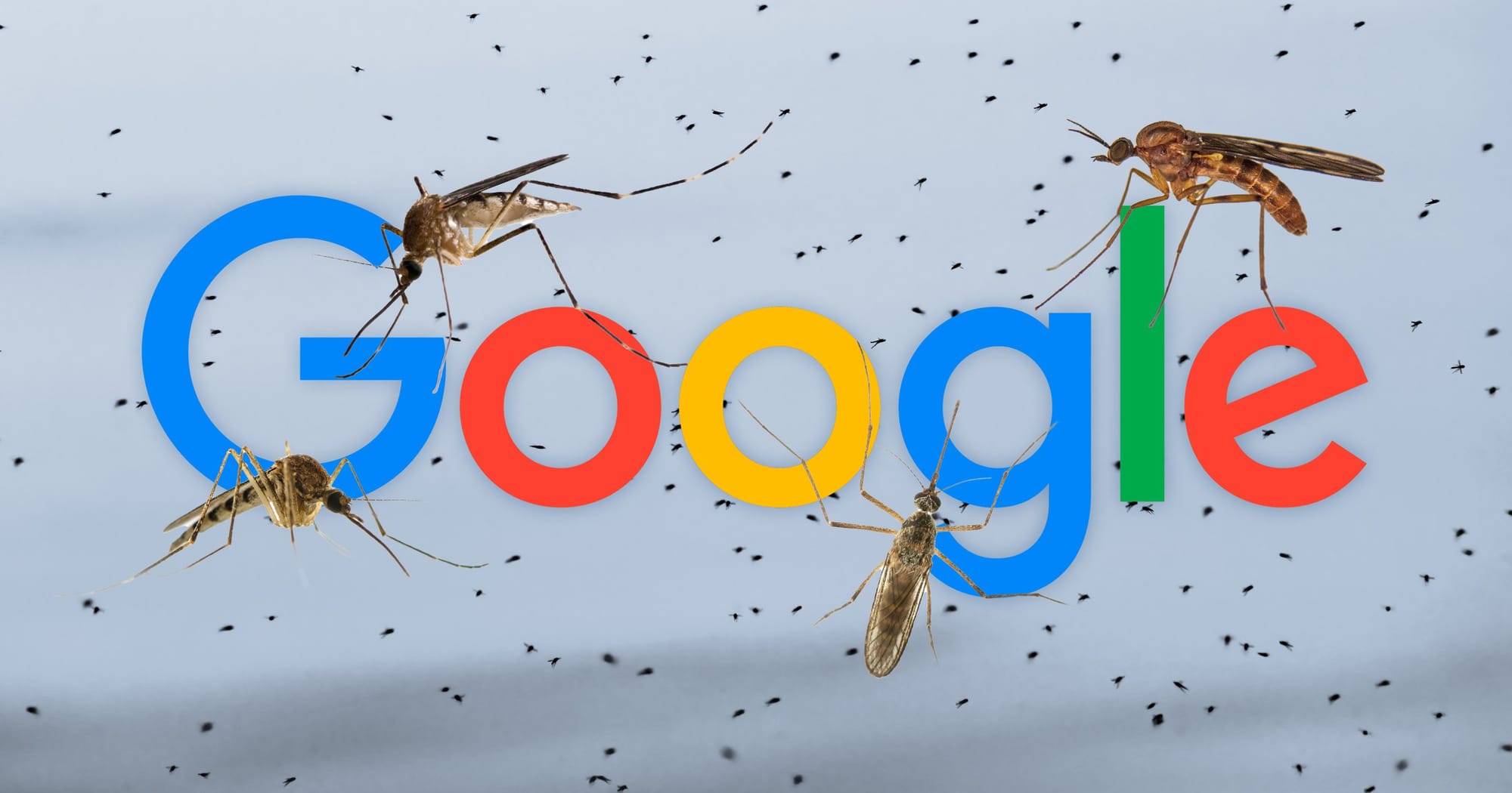 Google demande à l’EPA l’autorisation de relâcher 32 millions de moustiques porteurs de Wolbachia